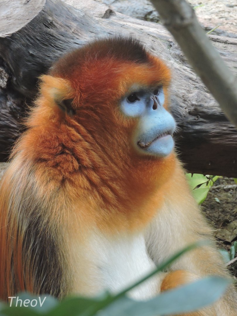 Golden snub-nosed monkey [2016]