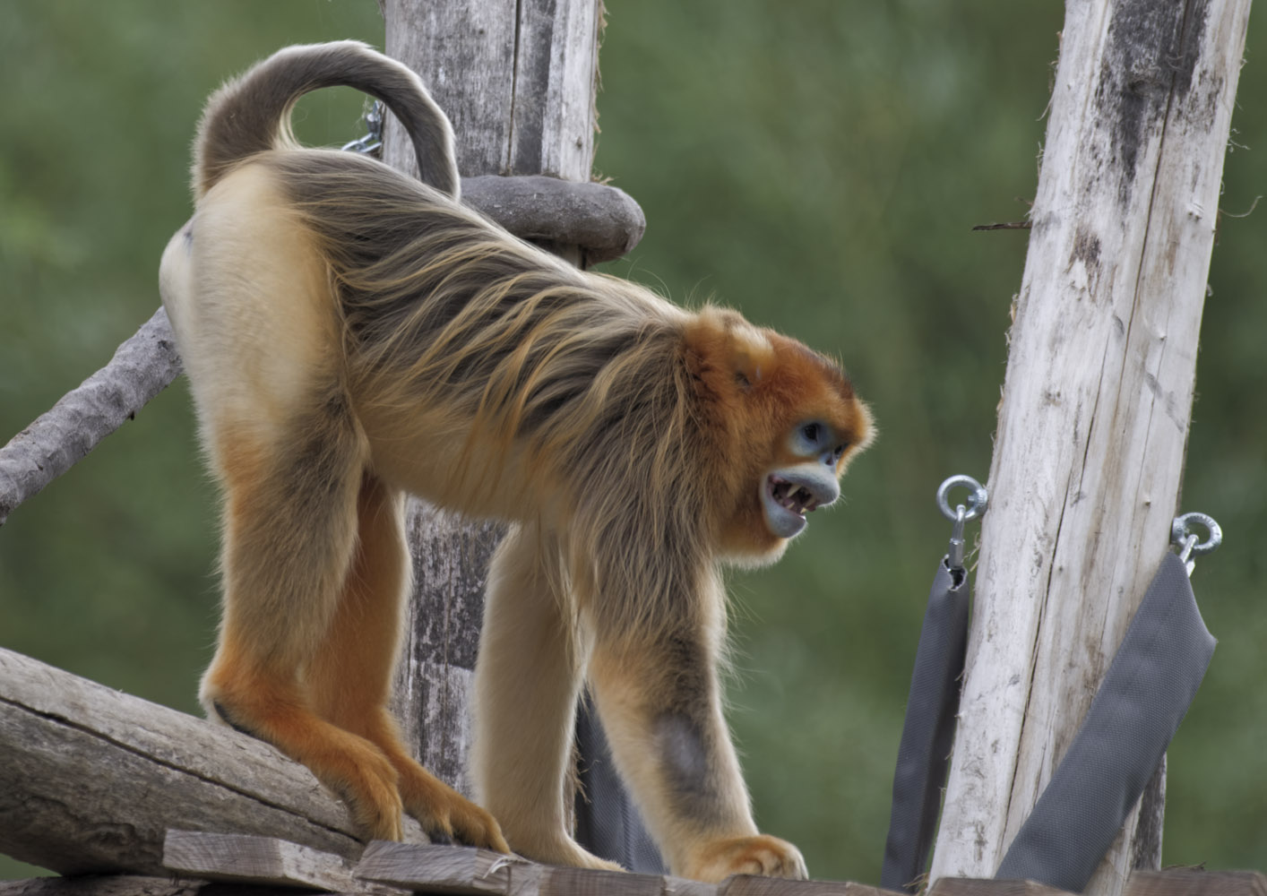 Golden snub-nosed monkey, adult male