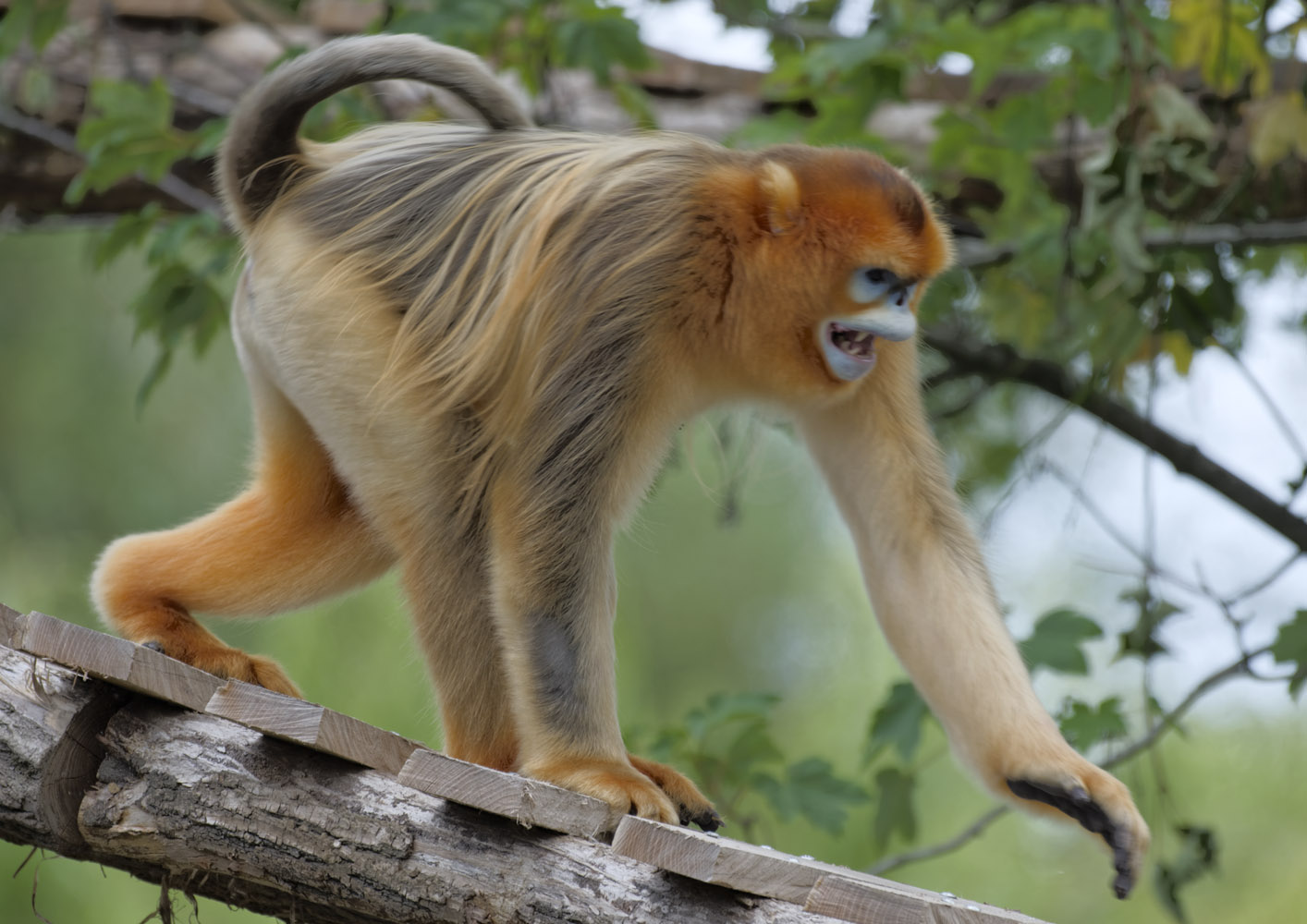 Golden snub-nosed monkey, adult male