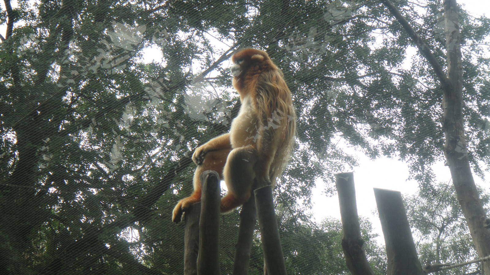 Golden Snub-nosed Monkey at Chengdu zoo 2012-5-11