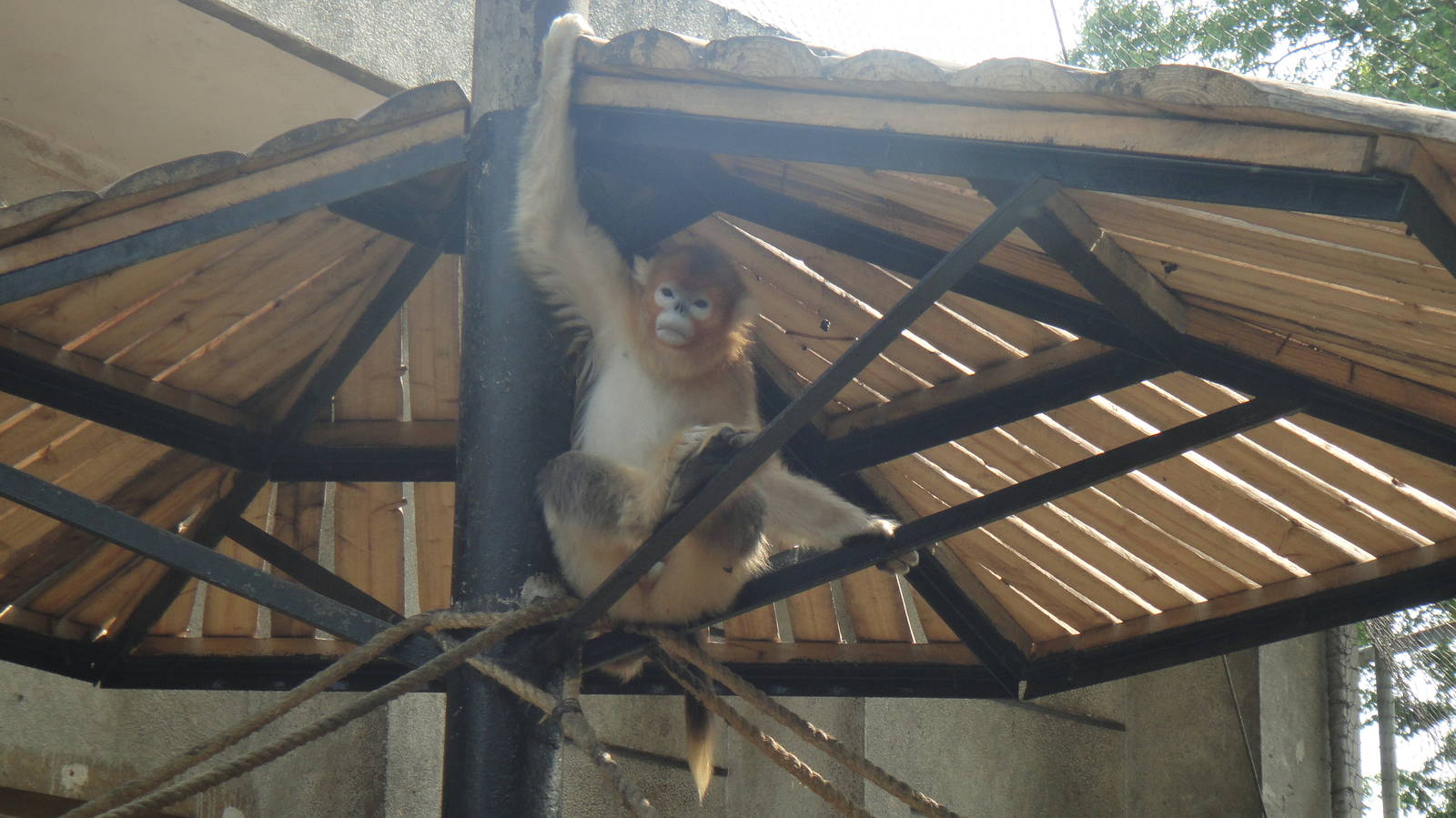 Golden snub-nosed monkey at Chengdu zoo 2013-3-24