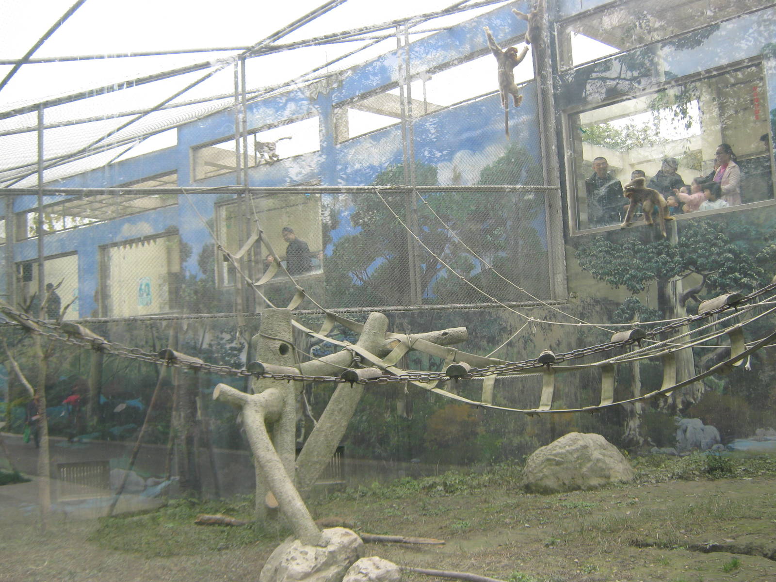golden snub-nosed monkey cage