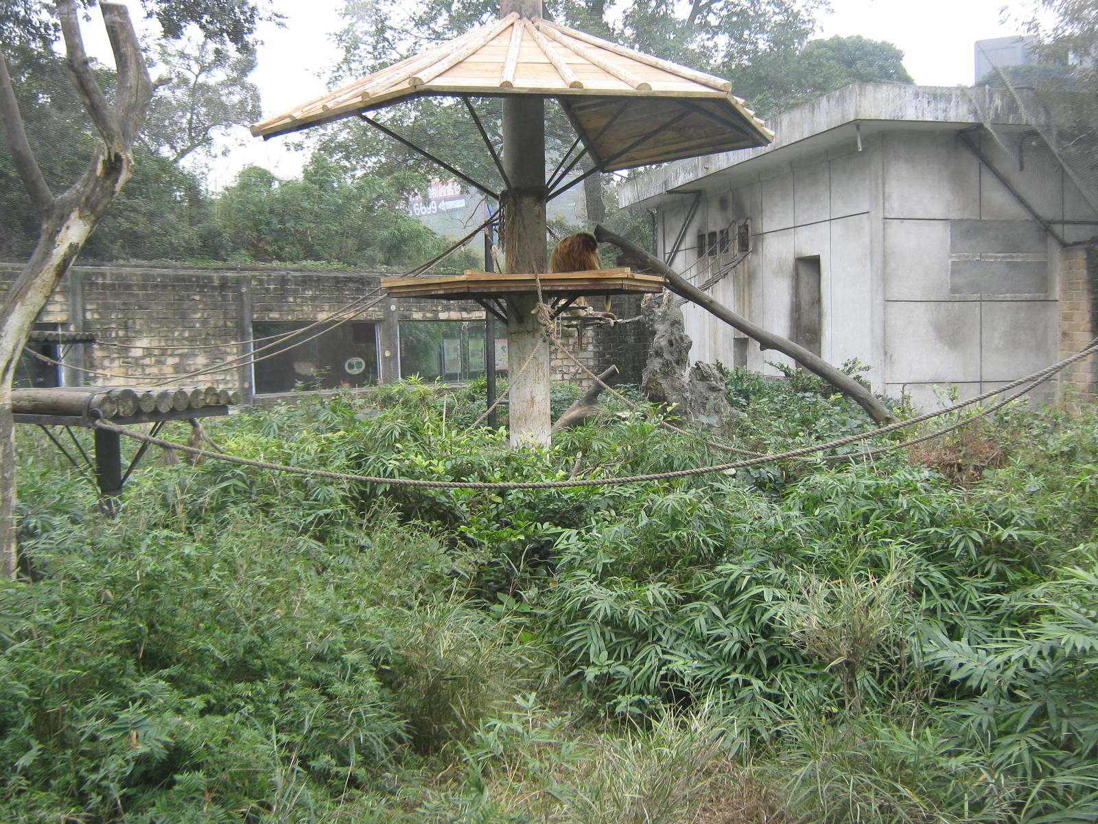 golden snub-nosed monkey cage