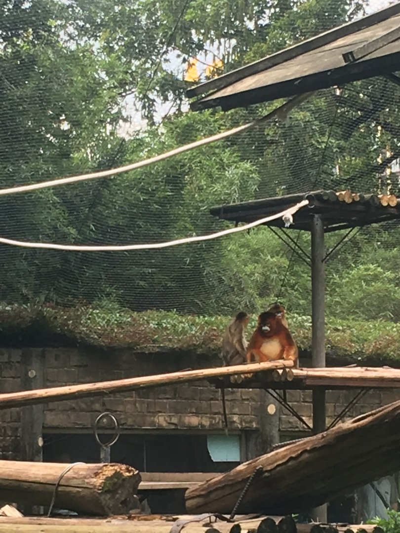 Golden Snub Nosed Monkey cicra.2019