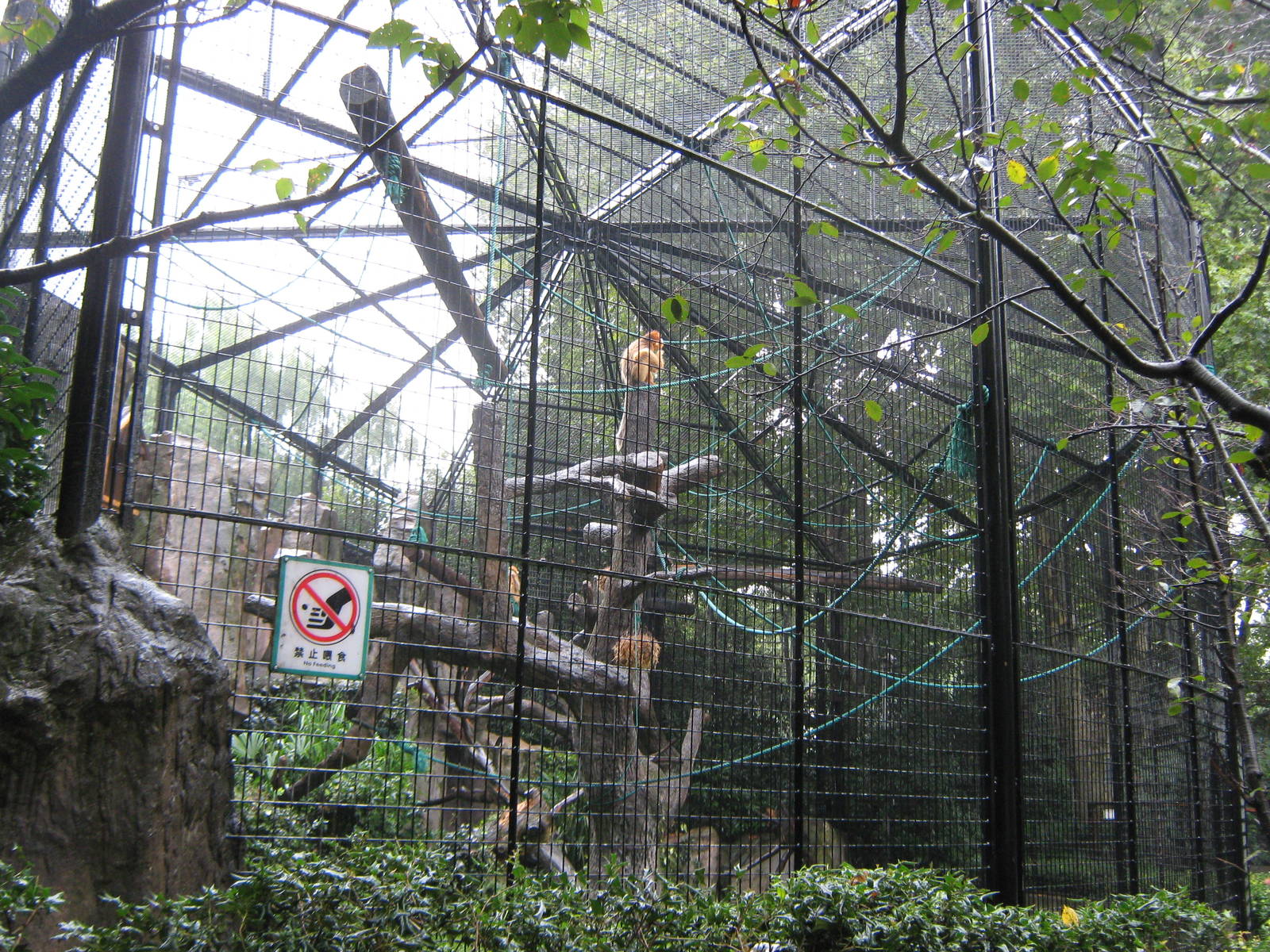 golden snub-nosed monkey enclosure