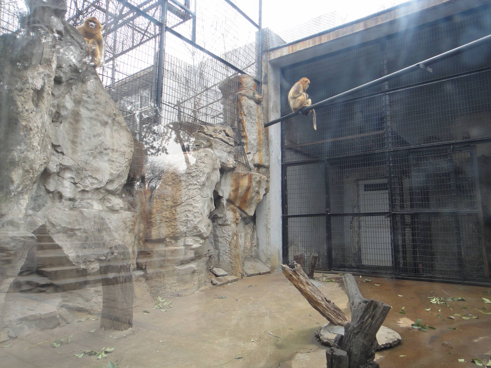 Golden snub-nosed monkey enclosure
