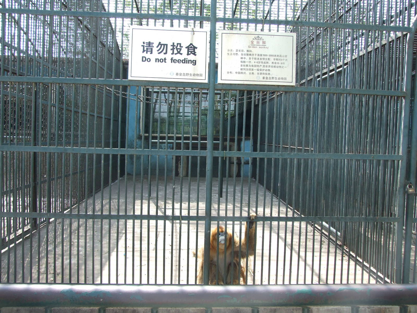 Golden snub-nosed monkey enclosure