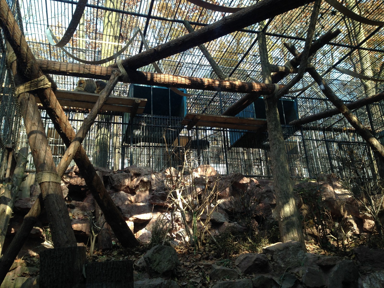 Golden snub-nosed monkey enclosure