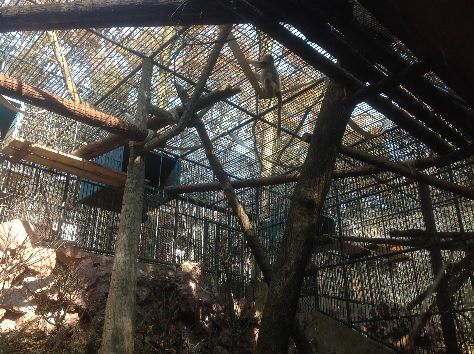 Golden snub-nosed monkey enclosure
