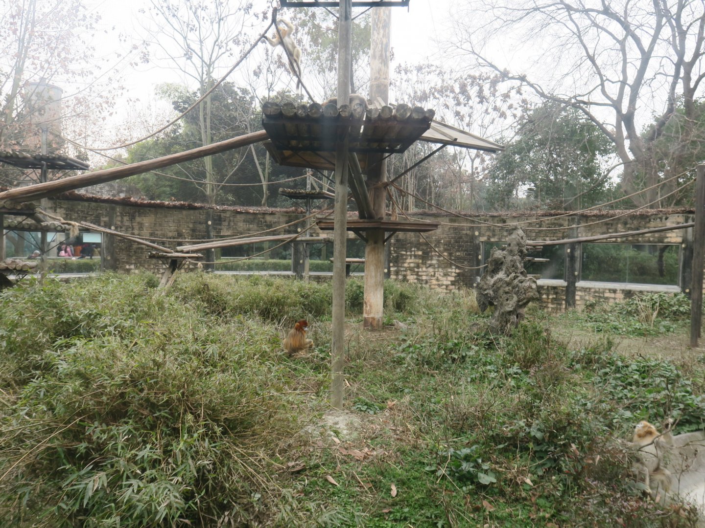 golden snub-nosed monkey enclosure