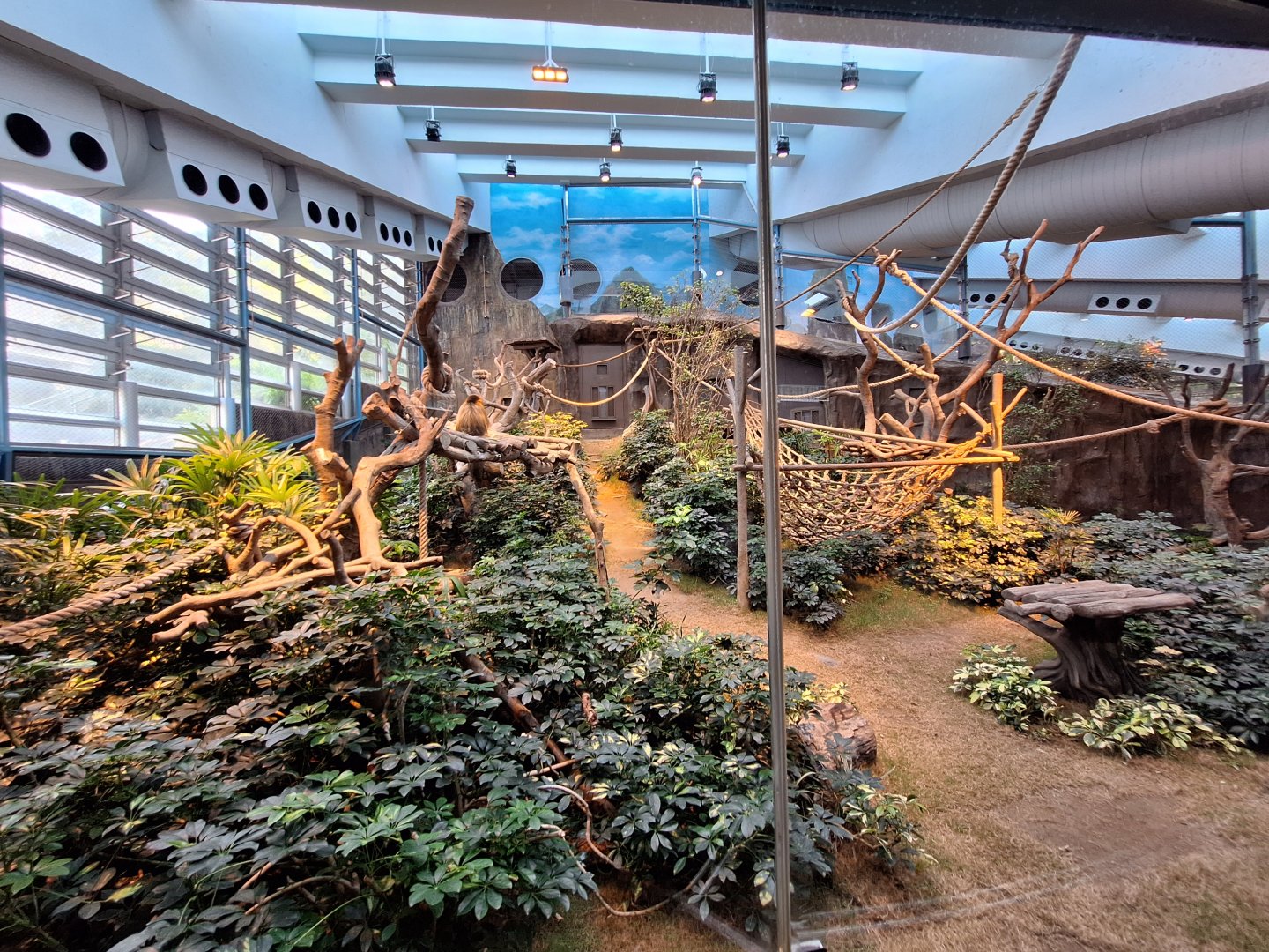 Golden Snub-nosed Monkey Enclosure