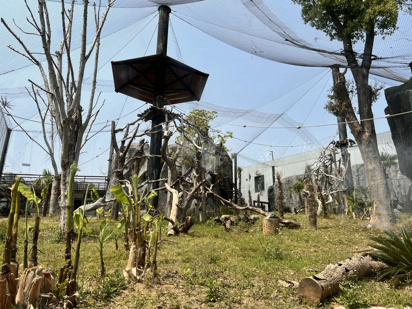 Golden Snub-nosed Monkey Exhibit #1