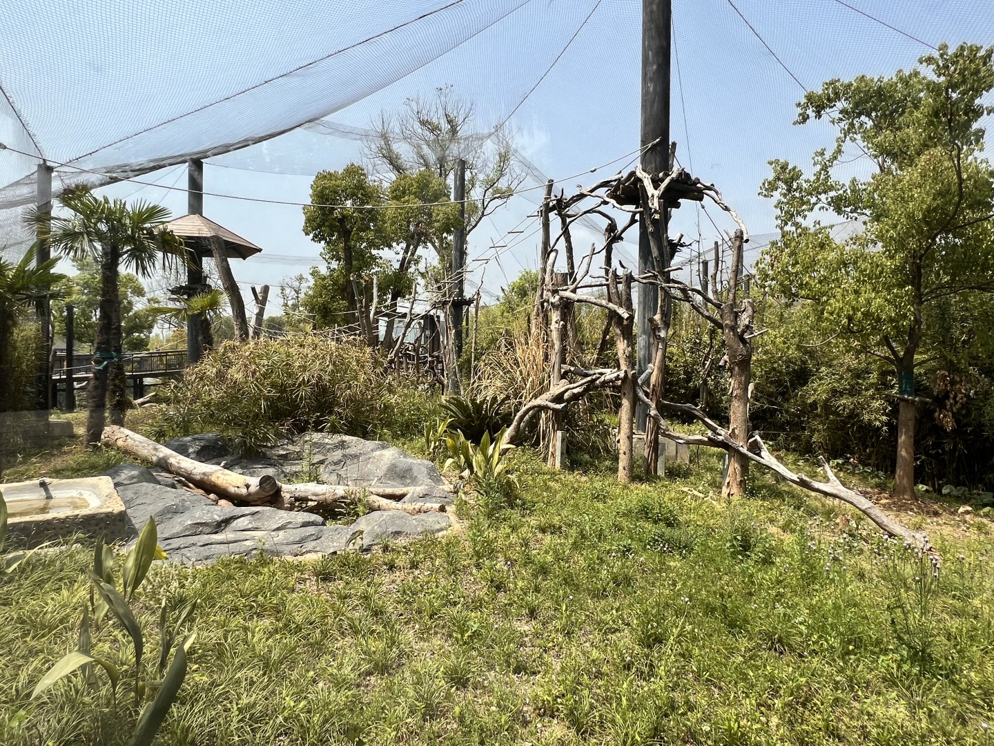 Golden Snub-nosed Monkey Exhibit #2
