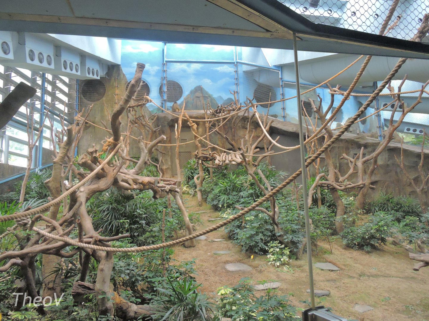 Golden snub-nosed monkey exhibit [2016]