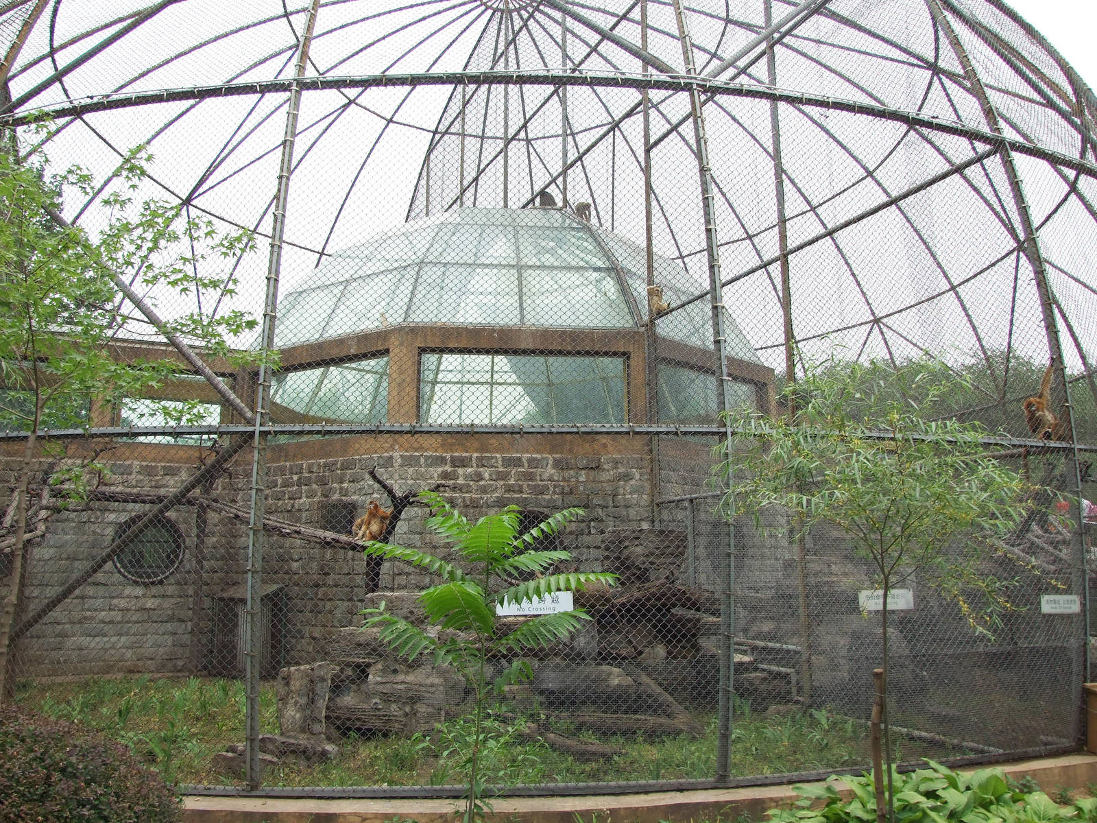 Golden snub-nosed monkey exhibit