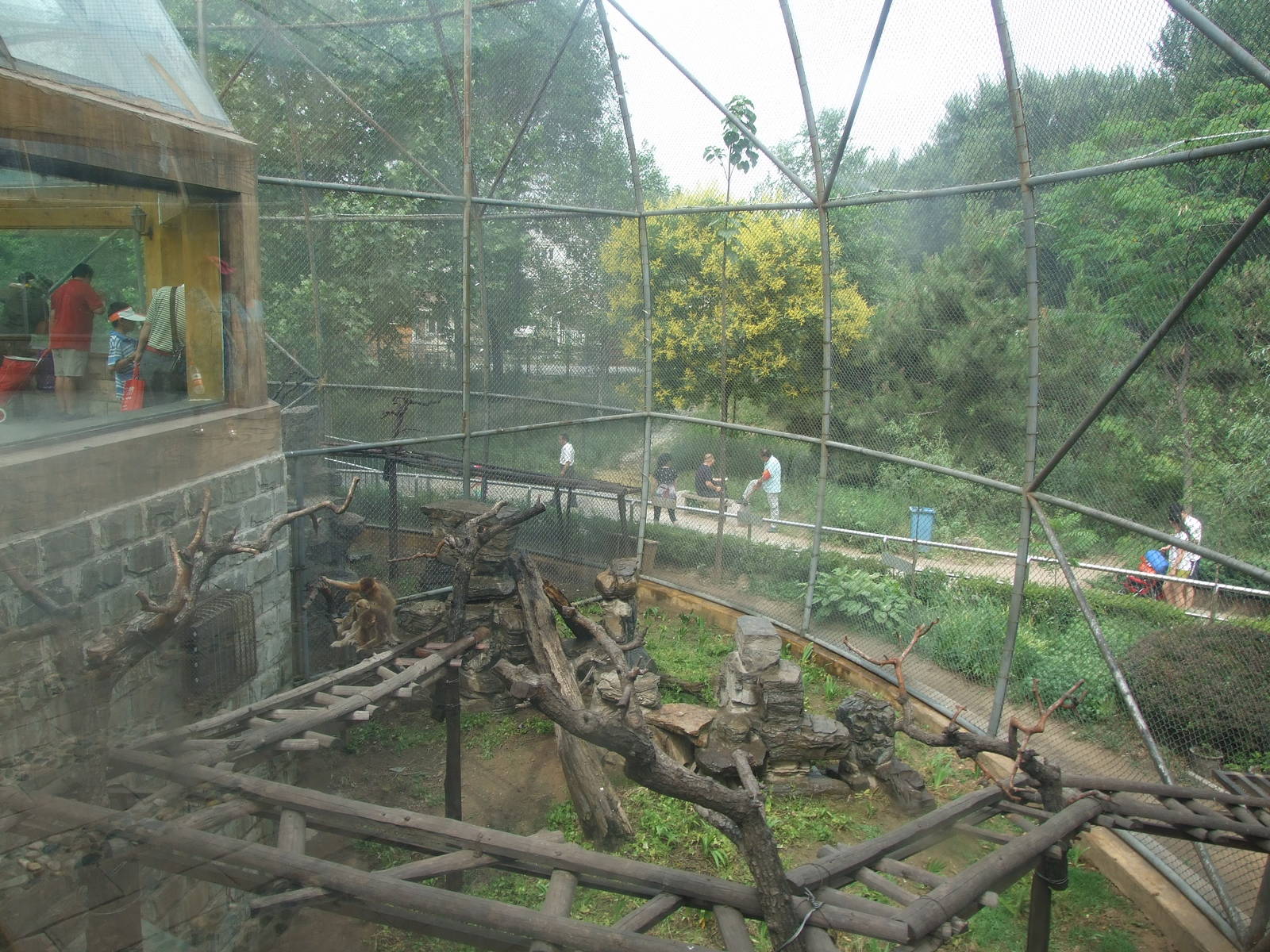 Golden snub-nosed monkey exhibit