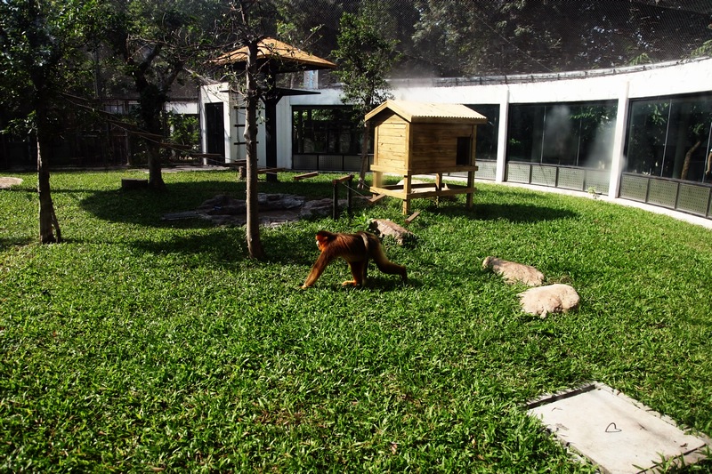 Golden snub-nosed monkey exhibit
