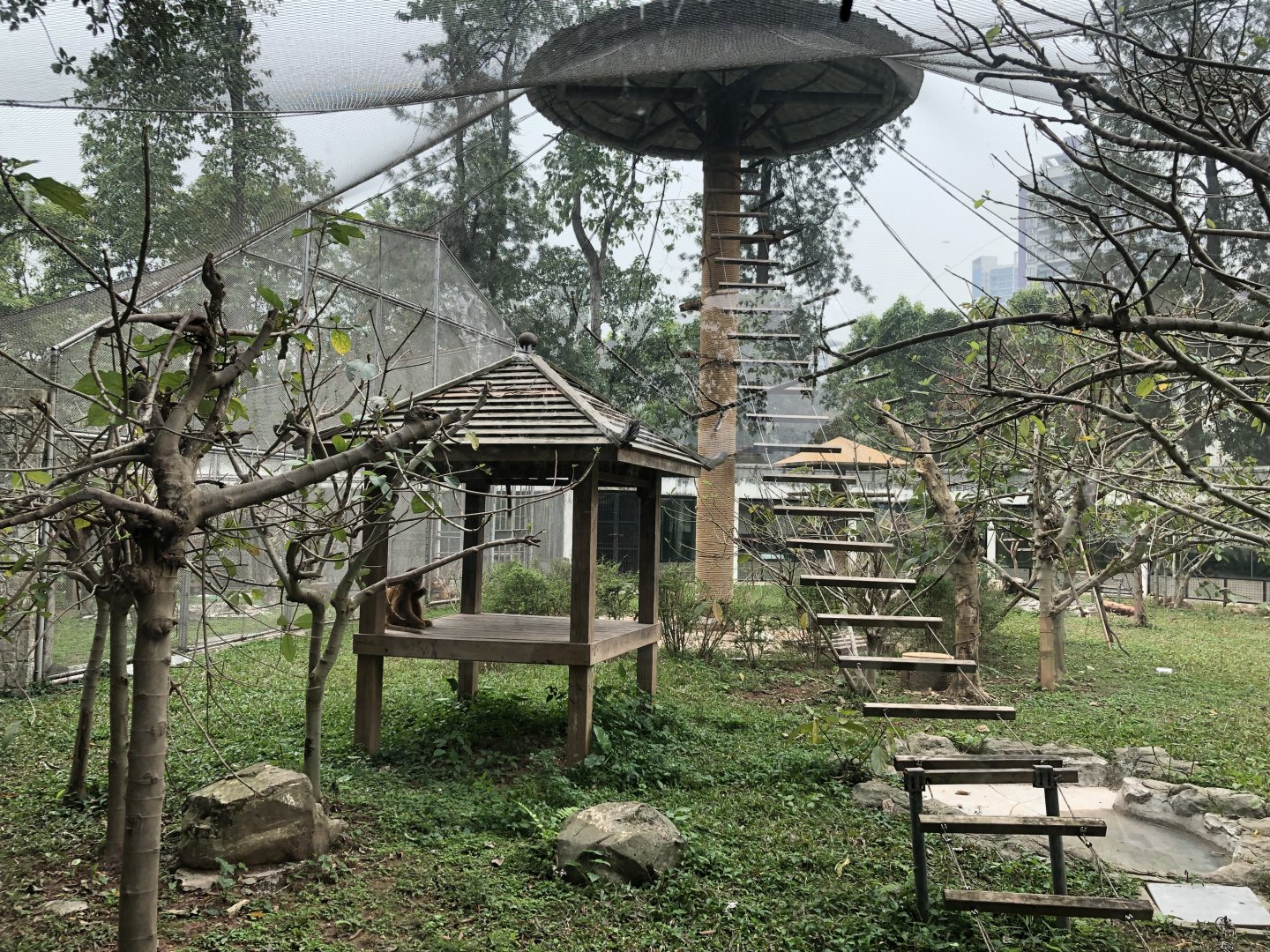 Golden Snub-Nosed Monkey Exhibit