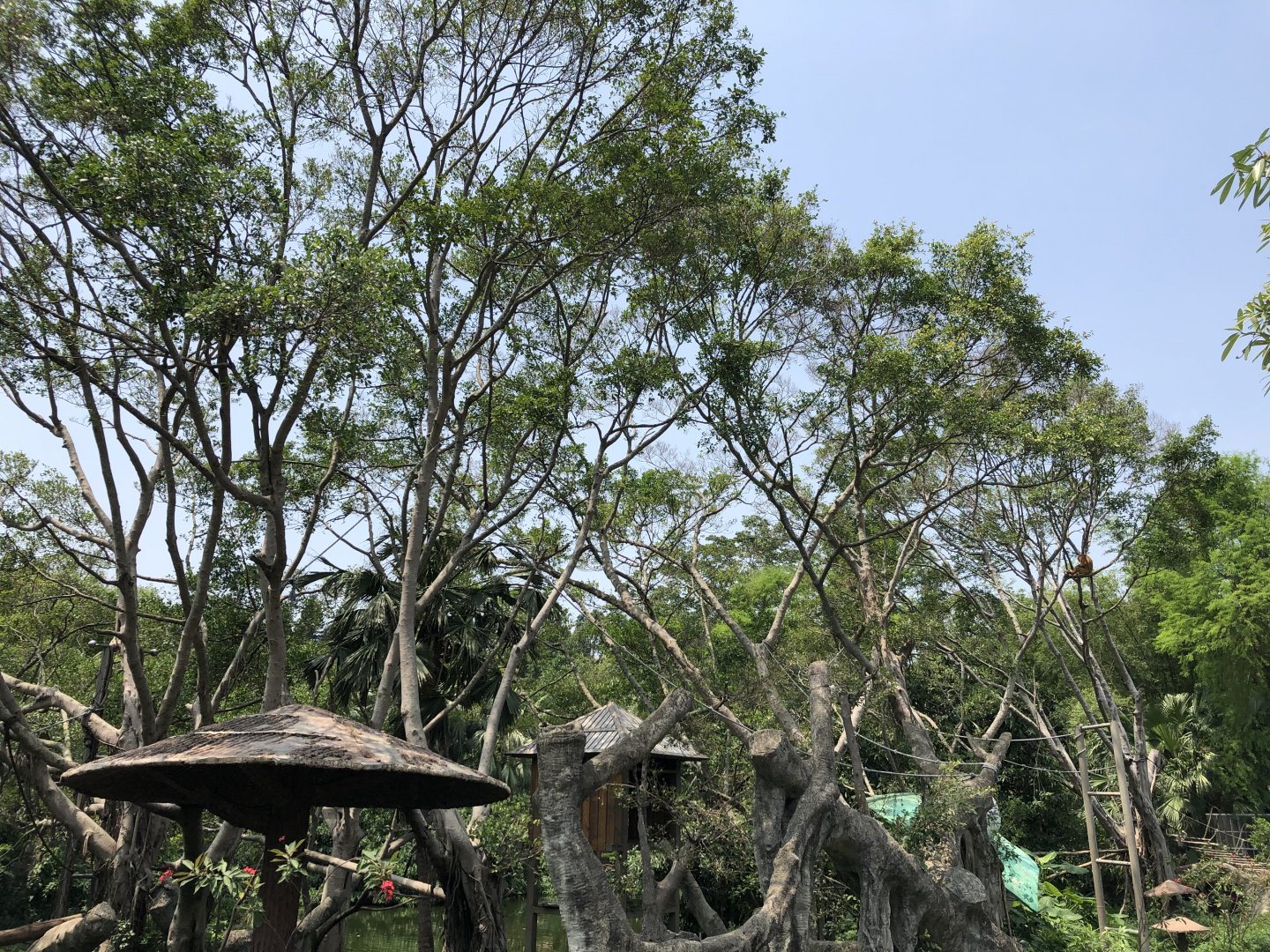 Golden Snub-Nosed Monkey Exhibit