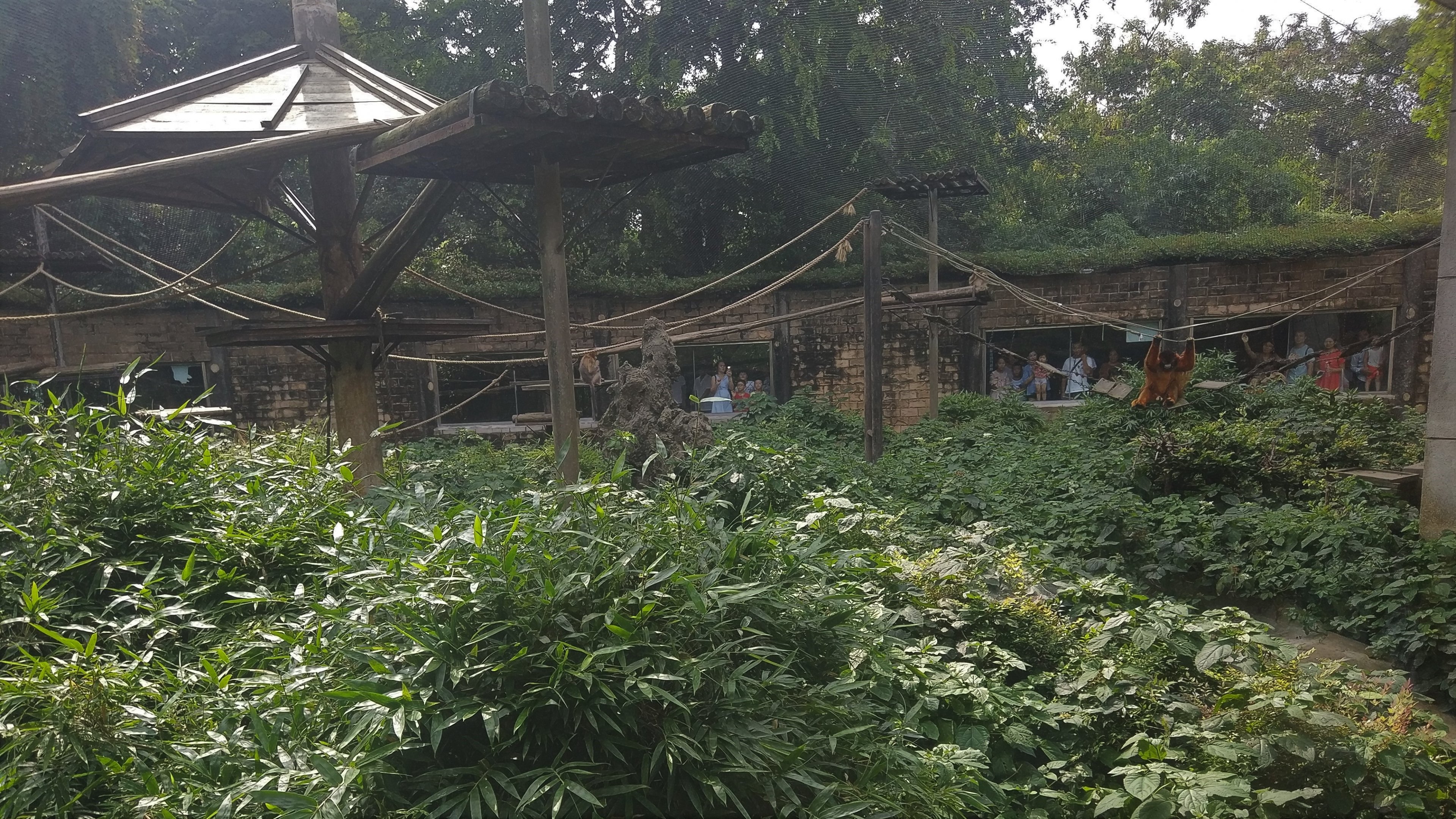 Golden Snub-nosed Monkey Exhibit