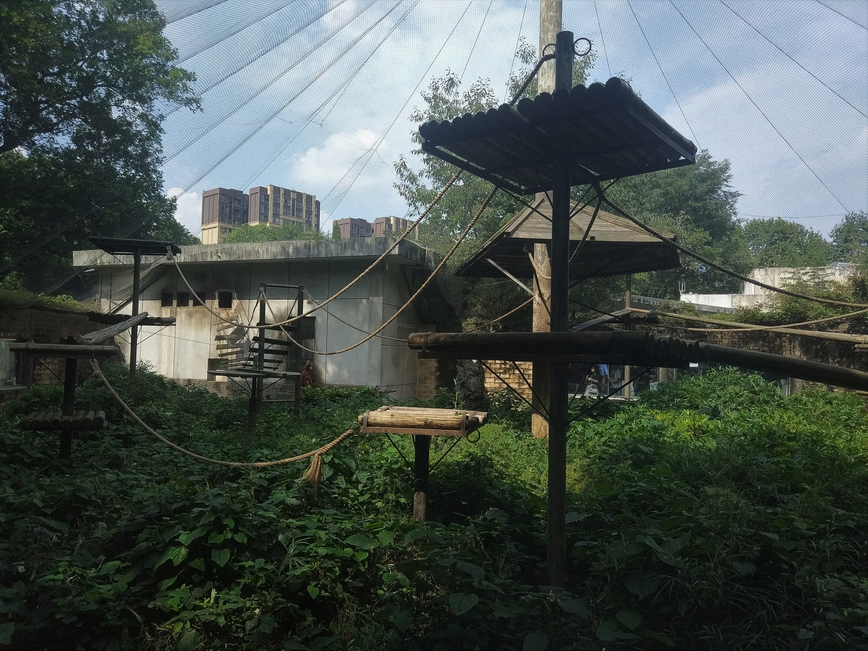 Golden Snub-nosed Monkey Exhibit