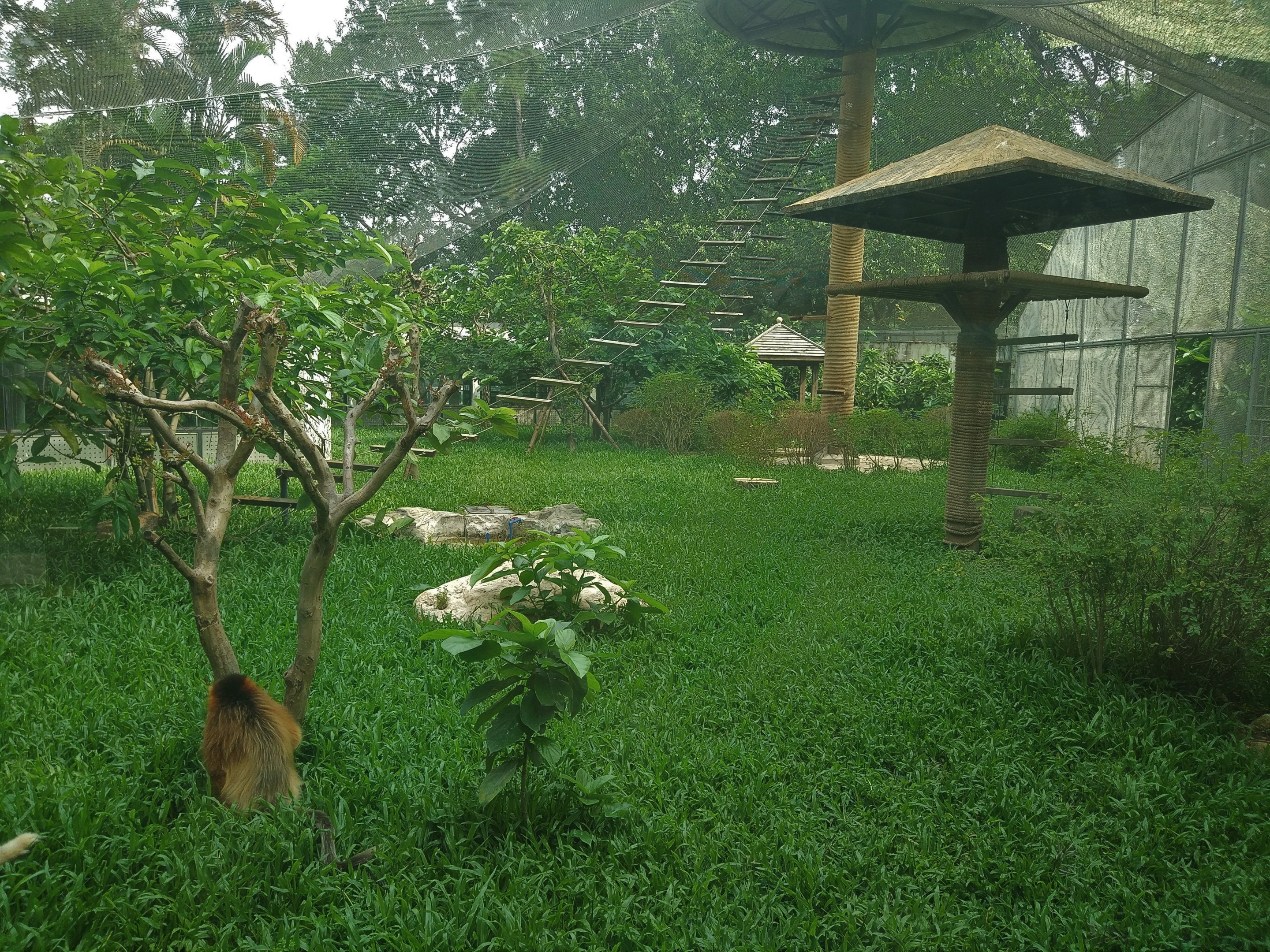 Golden Snub-nosed Monkey Exhibit
