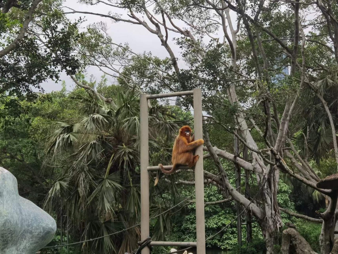 golden snub nosed monkey exhibit