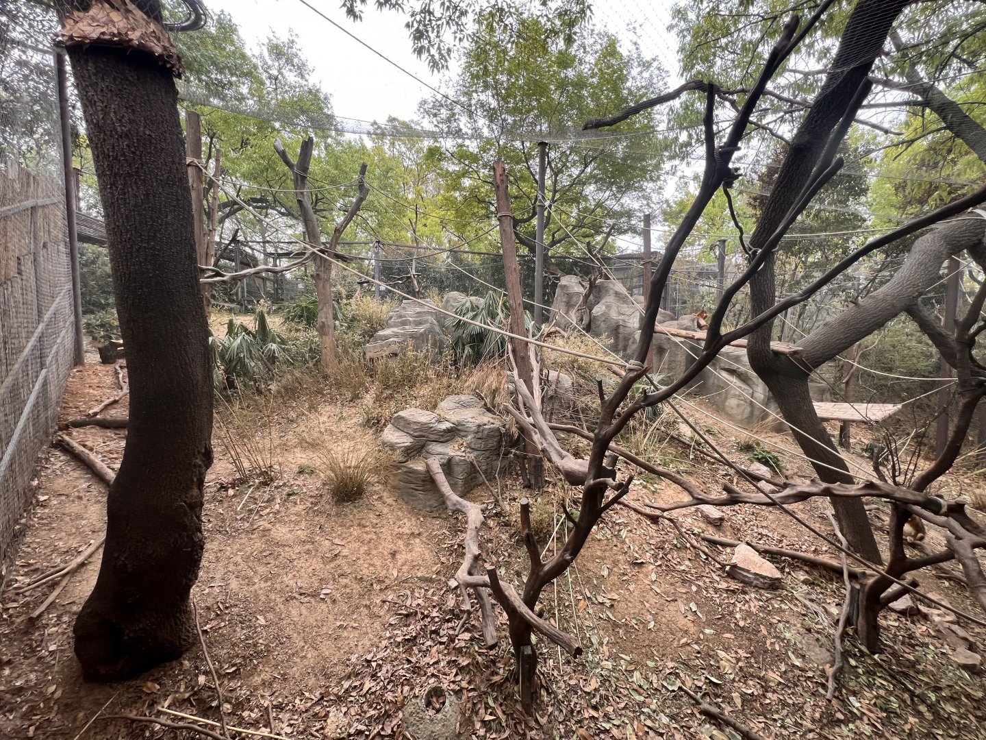 Golden Snub-nosed Monkey Exhibit