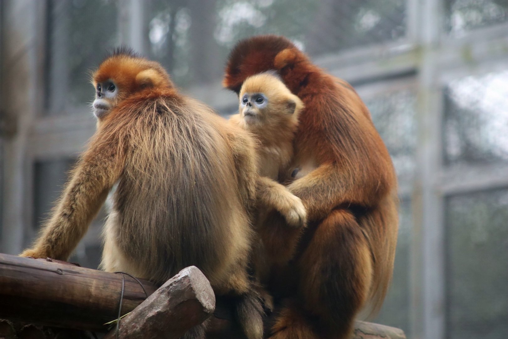 Golden Snub-nosed Monkey Family