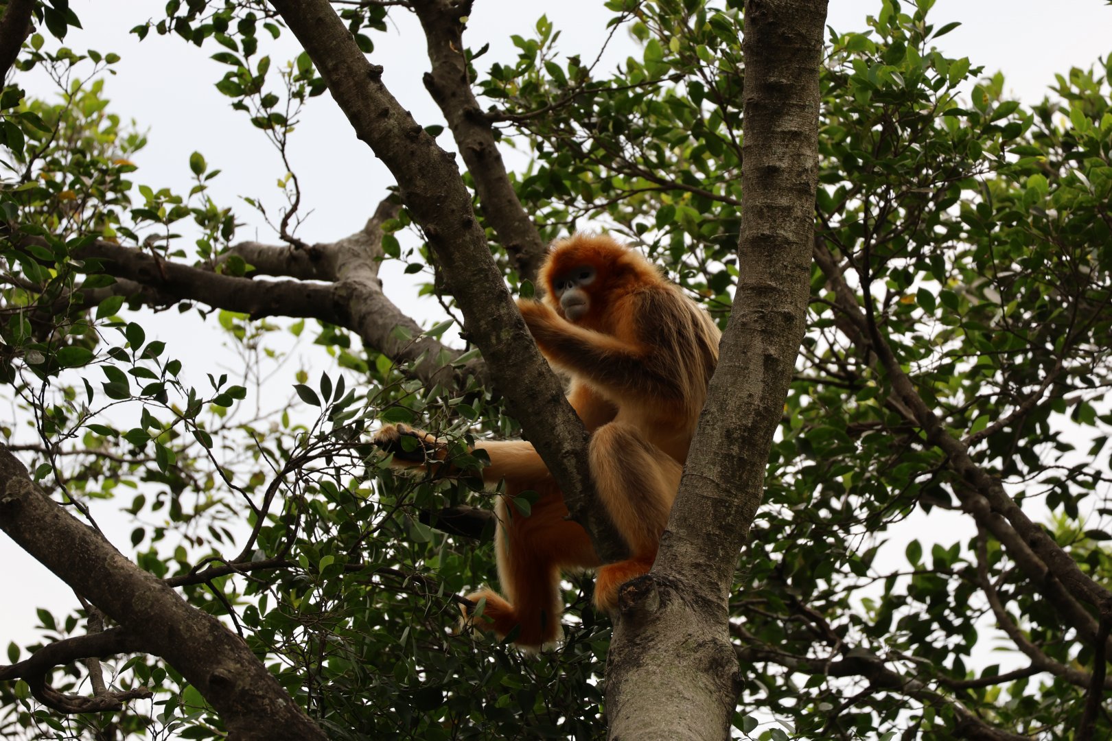 Golden-snub nosed monkey in tree