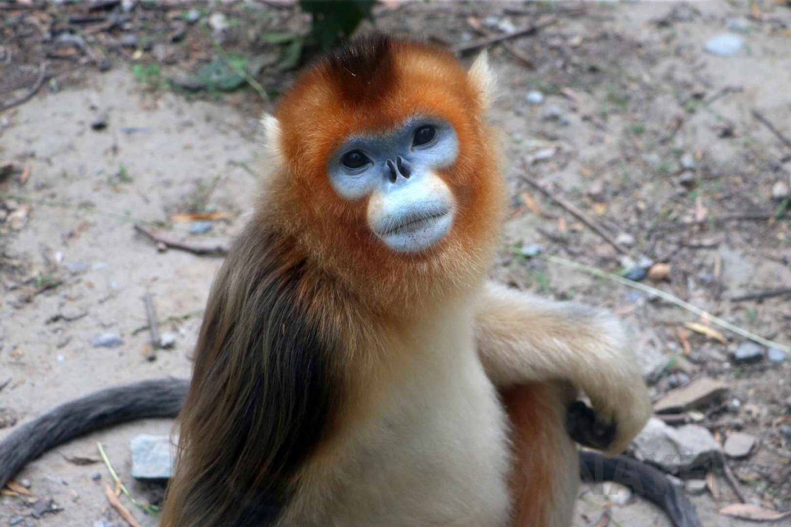 Golden snub-nosed monkey, July 2016