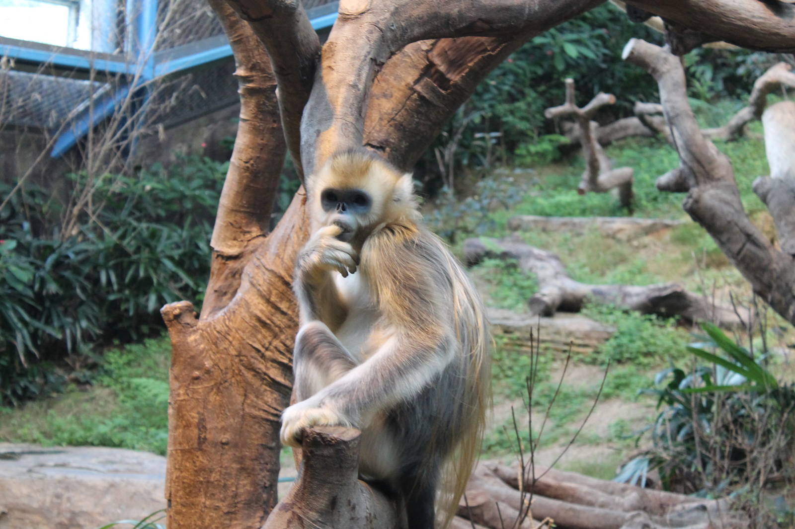 Golden Snub-nosed Monkey - June 2013