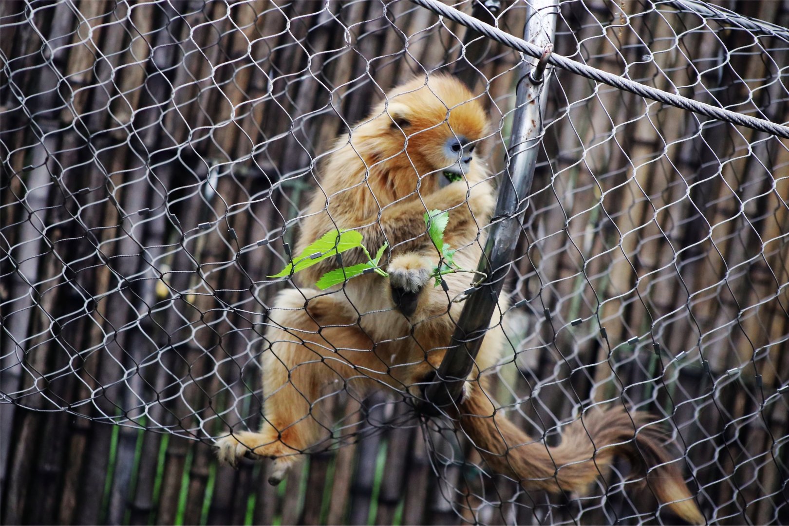 Golden Snub-nosed Monkey Juvenile, in Philadelphia-style Mesh Trail