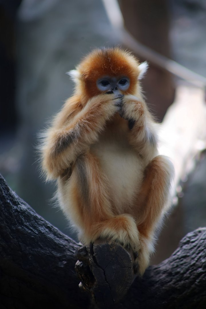Golden Snub-nosed Monkey Juvenile