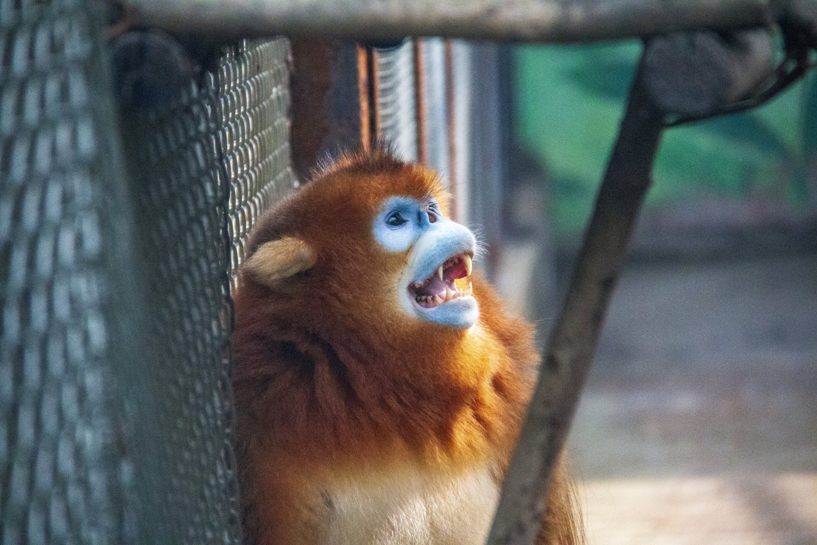 Golden Snub-nosed Monkey named Yuanbao
