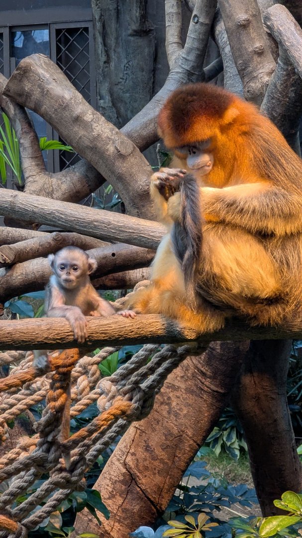 Golden snub-nosed monkey, Ocean Park, Hong Kong