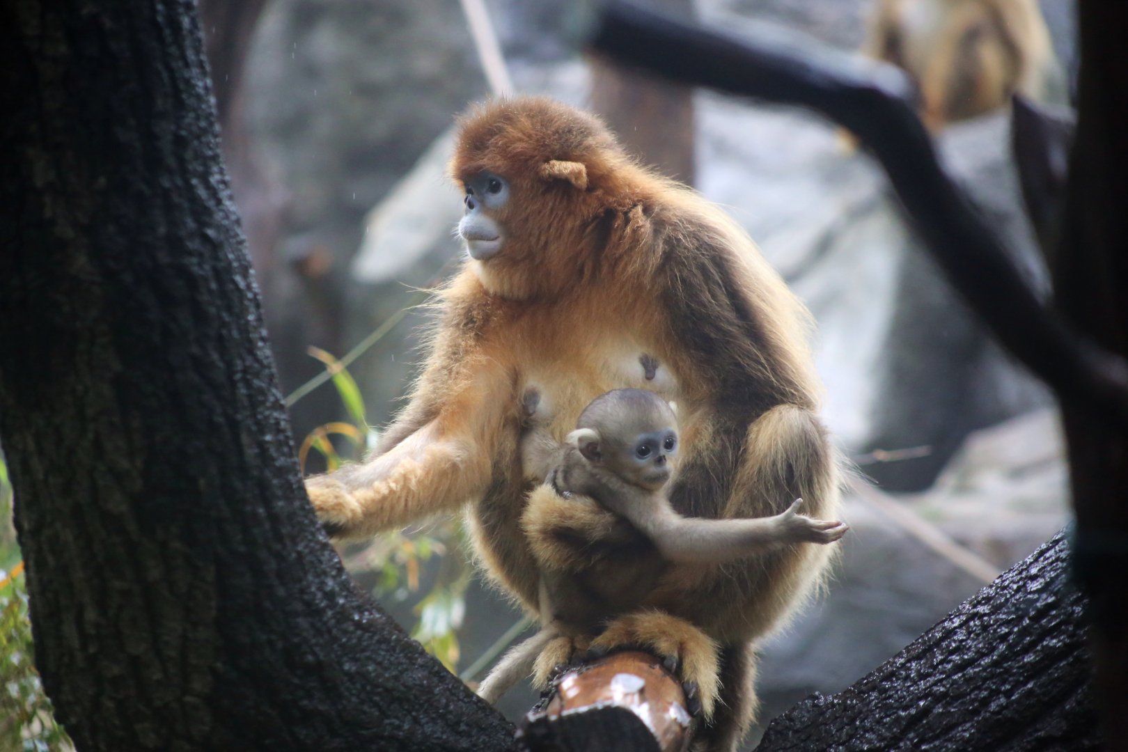 Golden Snub-nosed Monkey (Rhinopithecus roxellana), Female and Infant
