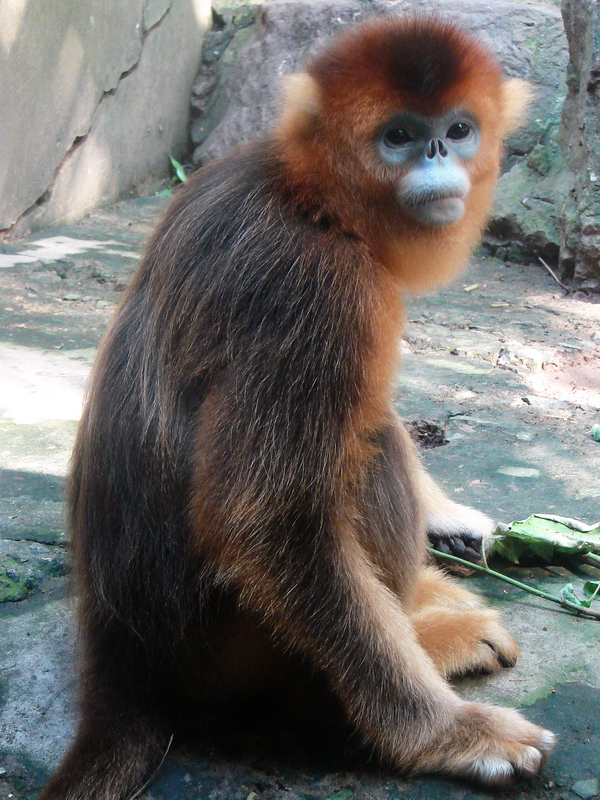 Golden snub-nosed monkey / Rhinopithecus roxellana (female)
