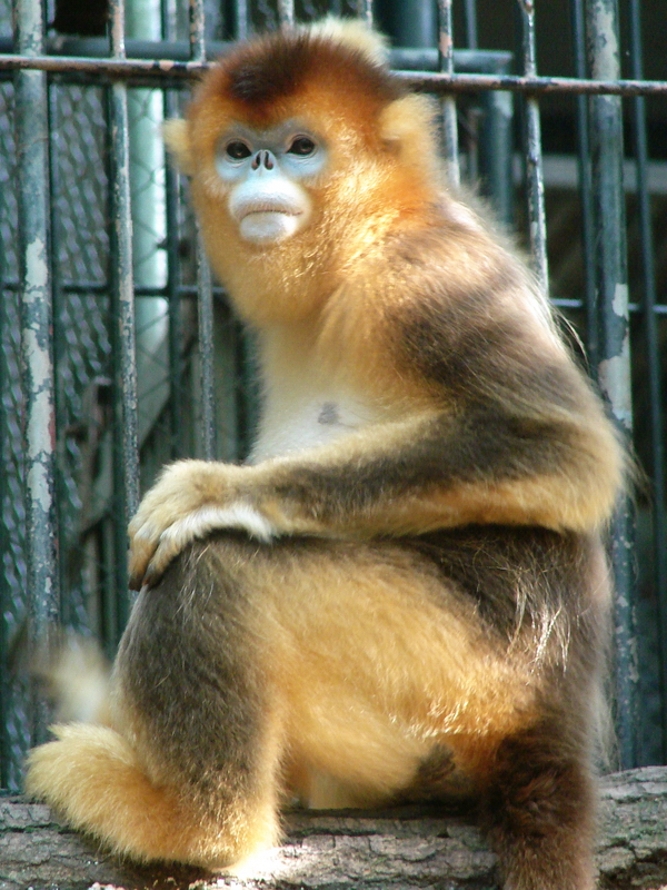 Golden snub-nosed monkey / Rhinopithecus roxellana (female)