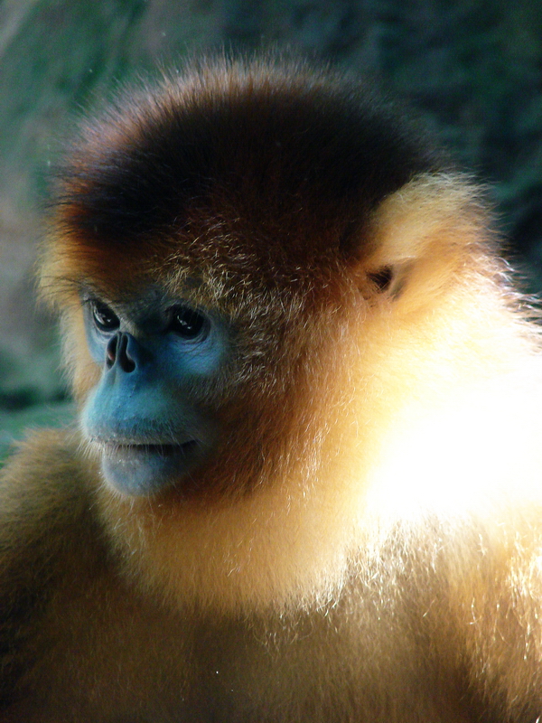 Golden snub-nosed monkey / Rhinopithecus roxellana (female)
