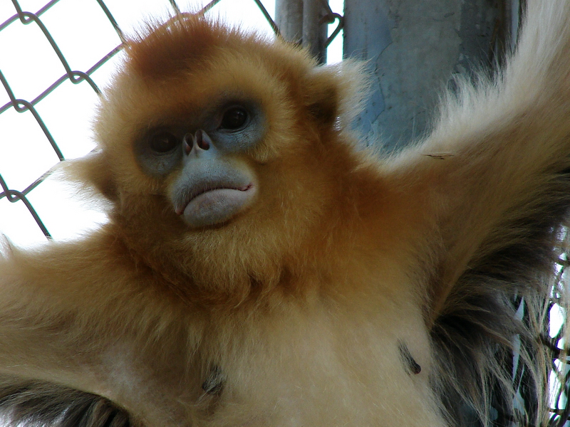 Golden snub-nosed monkey / Rhinopithecus roxellana (female)