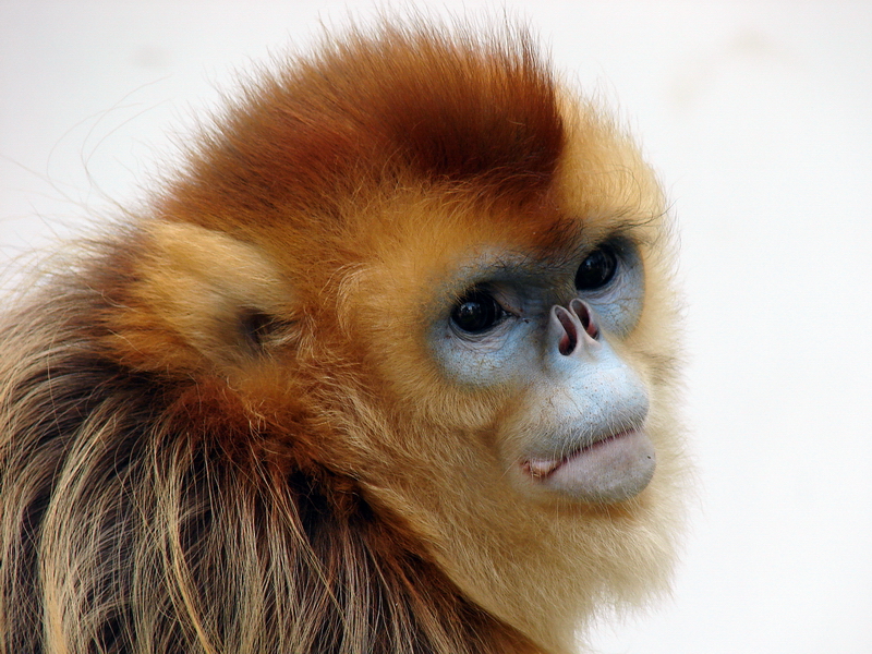 Golden snub-nosed monkey / Rhinopithecus roxellana (female)