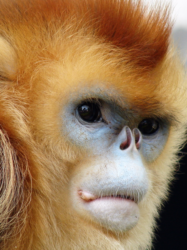 Golden snub-nosed monkey / Rhinopithecus roxellana (female)