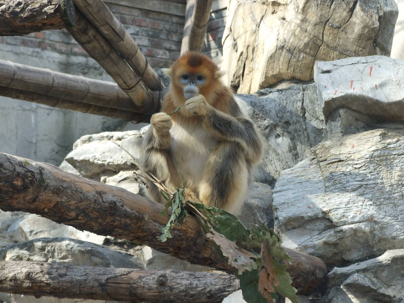 Golden snub-nosed monkey (Rhinopithecus roxellana) female