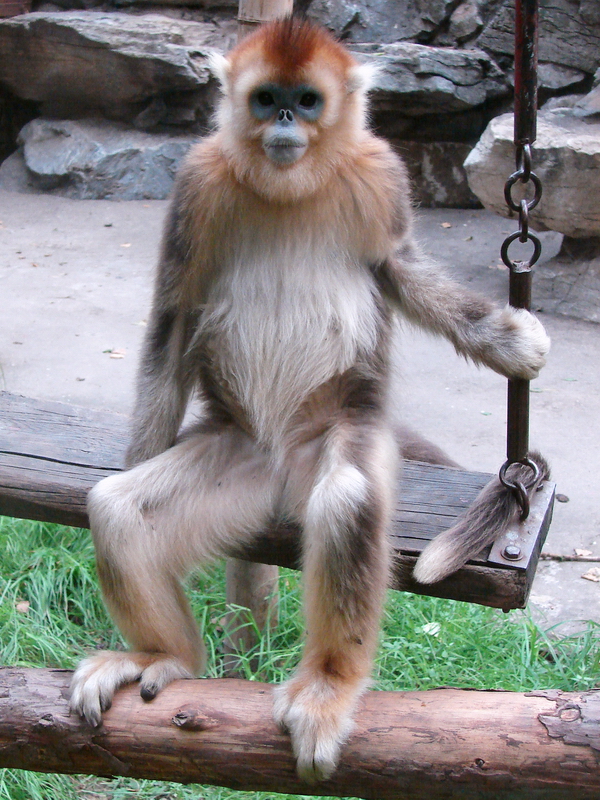 Golden snub-nosed monkey / Rhinopithecus roxellana (immature female)