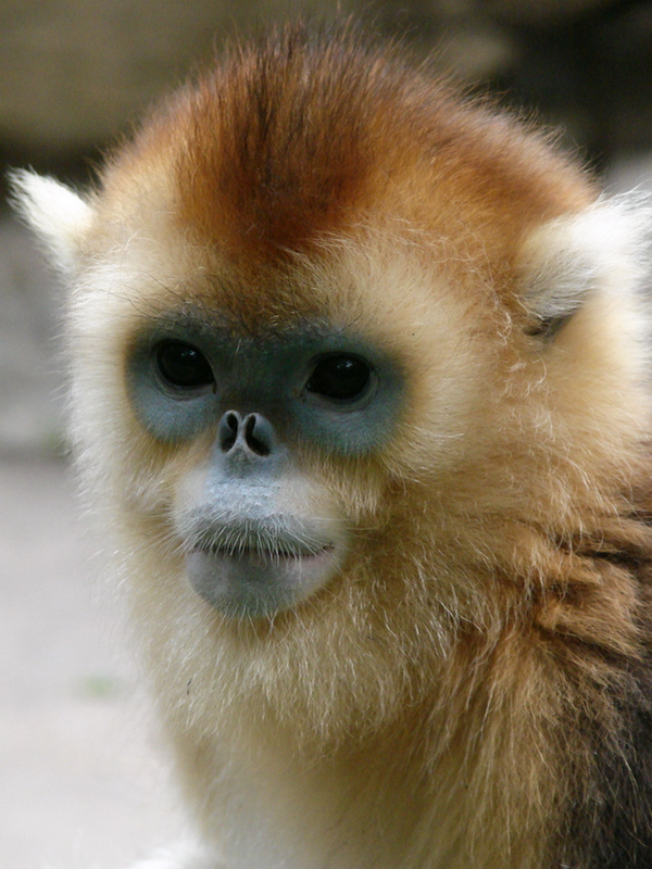 Golden snub-nosed monkey / Rhinopithecus roxellana (immature female)