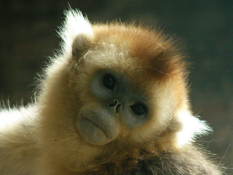Golden snub-nosed monkey / Rhinopithecus roxellana (immature male)