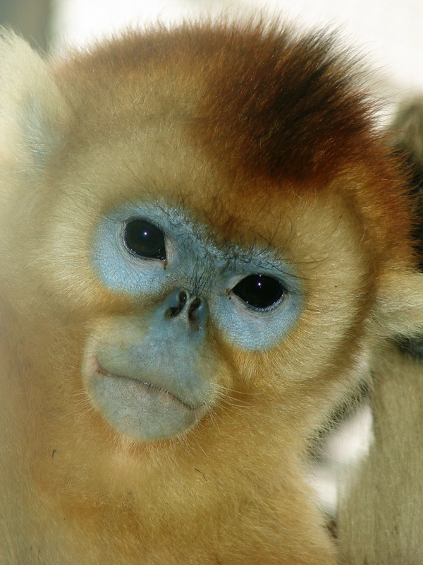 Golden snub-nosed monkey / Rhinopithecus roxellana (immature male)