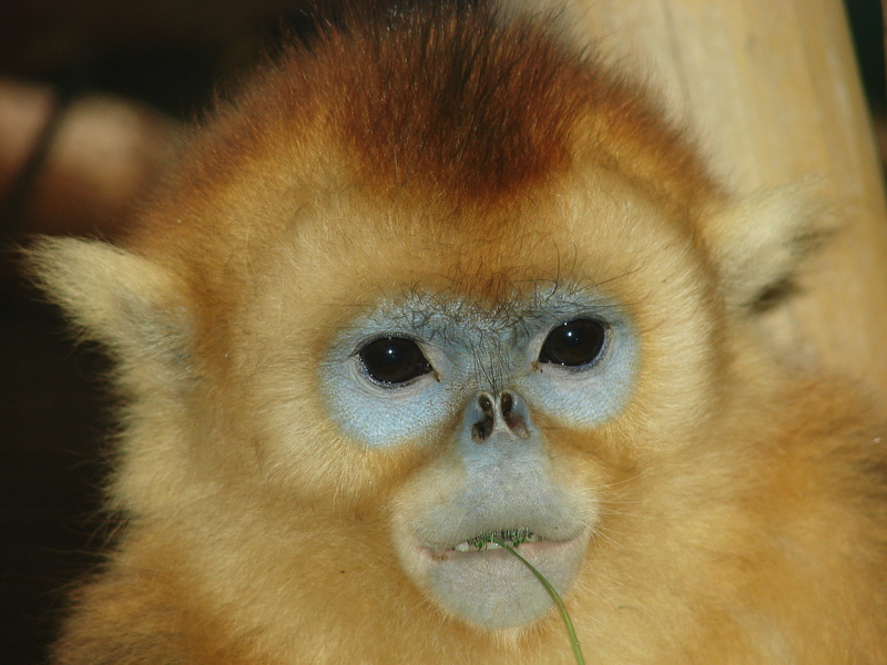 Golden snub-nosed monkey / Rhinopithecus roxellana (immature male)