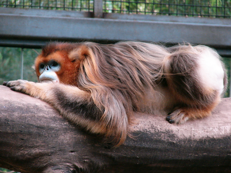 Golden snub-nosed monkey / Rhinopithecus roxellana (male)